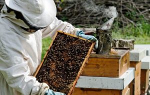 До уваги бджолярів та аграріїв!