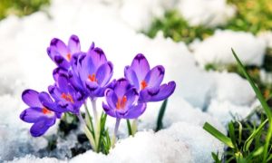 Выходные в марте: сколько будут отдыхать украинцы в первый месяц весны