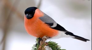 Приметы на 2 февраля: что категорически нельзя делать