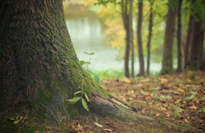 За незаконную вырубку деревьев будут наказывать в 10 раз жестче