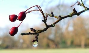 Потепление в Украине: главный синоптик рассказал, сколько будет продолжаться и вернутся ли морозы