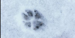 Слов’янський лісгосп завершив зимовий облік чисельності диких парнокопитних та хутрових мисливських тварин