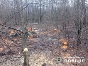 Поліція припинила порубку лісу у Святогірську