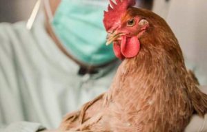 Увага! На Донеччині зареєстровано пташиний грип