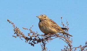 День Сорока святых: приметы и обряды 22 марта