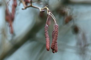 Приметы на 23 марта: что нельзя делать в день Василисы