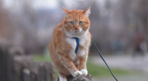 Народные приметы на 16 марта: что можно и нельзя делать в этот день