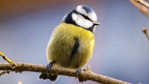 9 марта – какой сегодня праздник и что нельзя делать