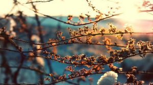 Приметы на 29 марта: что категорически нельзя делать на Саввы