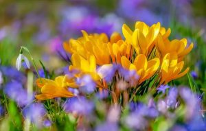 В марте начнется настоящая весна. Синоптик назвала даты резкого потепления