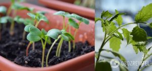 Посевной календарь на апрель 2021 года: когда и что лучше садить