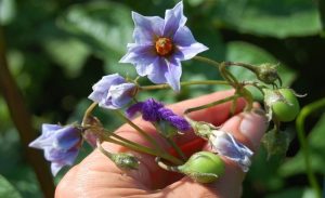 ТОП-5 областей — производителей картофеля