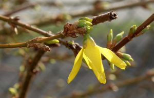 Приметы на 30 марта: что категорически нельзя делать в день Алексея