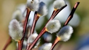 12 марта: праздники, приметы на Прокопа Перезимнего и именинники