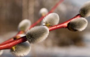 Приметы на 26 марта: что категорически нельзя делать в Никифоров день