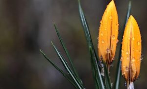 5 марта: праздник, приметы на День Катыша и именинники