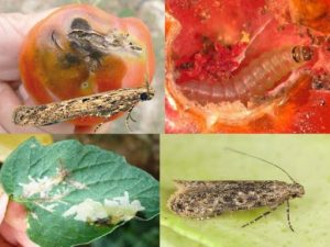 В помидорах из Турции обнаружен опасный карантинный вредитель