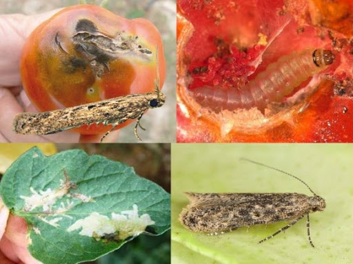 В помидорах из Турции обнаружен опасный карантинный вредитель