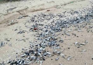 В Азовском море массово гибнет бычок-мартовик