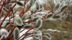 Приметы на 21 марта: что категорически нельзя делать на Весеннее равноденствие