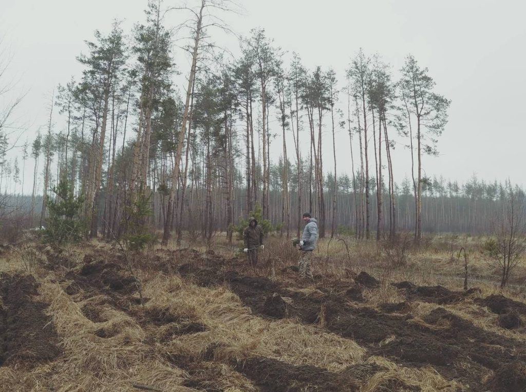 Садили вручну: лісівники Лиманщини активно відновлюють ліс