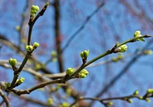 Приметы на 2 апреля: что категорически нельзя делать в день Фотинии