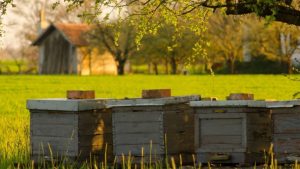 Народные приметы на 30 апреля – Зосима пчельник