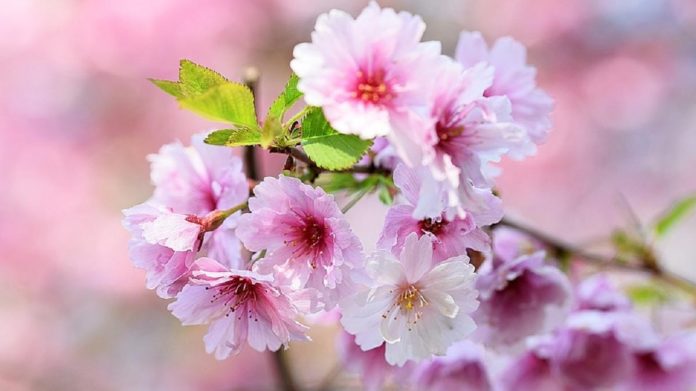 Выходные на майские праздники: сколько дней будут отдыхать украинцы