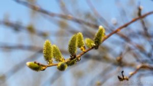 Приметы на 4 апреля: что категорически нельзя делать в день Василия