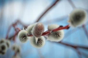 Приметы на 1 апреля: что категорически нельзя делать в день Дарьи