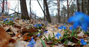 За станцией Брусино крутая природа: опубликовано видео