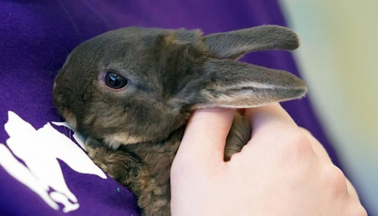 В британской тюрьме открыли контактный зоопарк