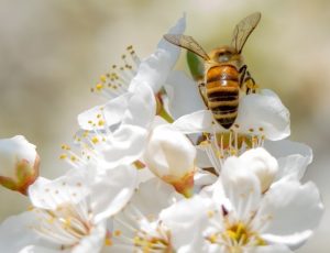 20 апреля: какой сегодня праздник, приметы, именинники дня и что нельзя делать