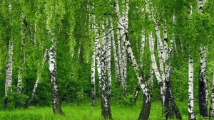 11 апреля: какой сегодня праздник и что нельзя делать