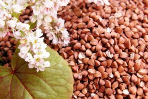 Эксперт рассказал, что будет с ценами на гречку