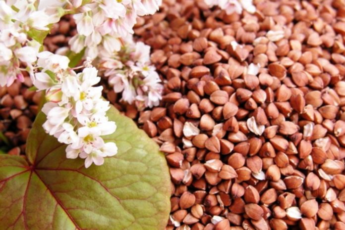 Эксперт рассказал, что будет с ценами на гречку