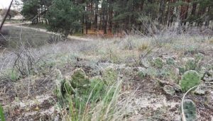 На Херсонщине в лесу обнаружили поляну кактусов