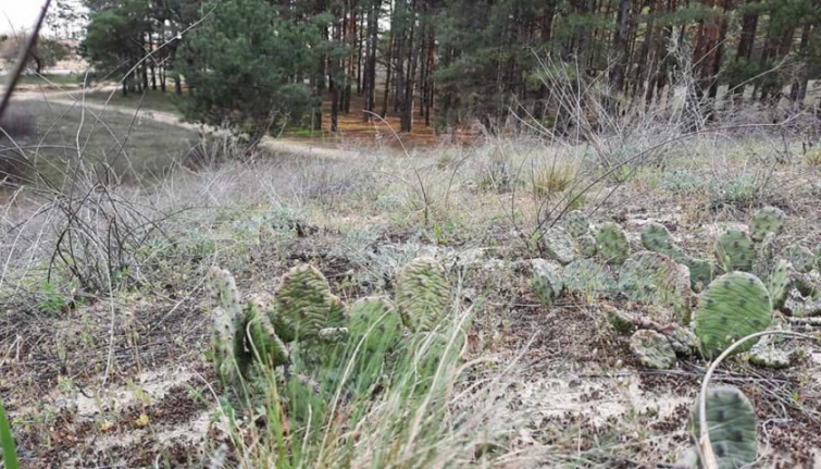 На Херсонщине в лесу обнаружили поляну кактусов