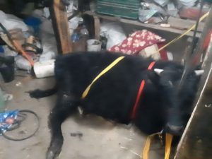 В Лимане бык весом 200 кг провалился в погреб