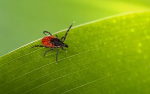 Что делать и куда обращаться, если вас укусил клещ: инфекционист дала ответ