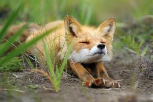 С 1 апреля в парках, лесах и объектах благоустройства Славянска и района начался “сезон тишины”