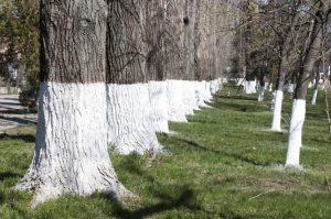 Защита деревьев или “показуха”? Что дает побелка деревьев и нужна ли она