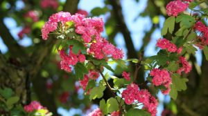 Приметы на 9 мая: что категорически нельзя делать