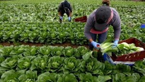 Украинские заробитчане будут по-новому платить налоги в Польше