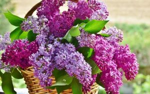 Народные приметы: чего боялись предки и что запрещено делать 10 мая