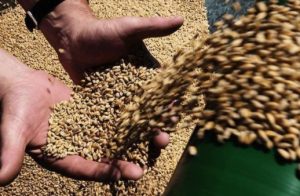 Хлеб подешевеет? Аграрии прогнозируют хороший урожай пшеницы в этом году