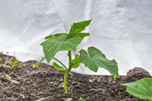 Огурцы взошли и не растут – что делать?