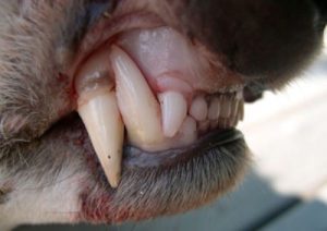 Собаки напали на чоловіків: один загинув від травм