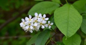 Приметы на 4 мая: что категорически нельзя делать