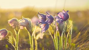 Народные приметы на 16 мая